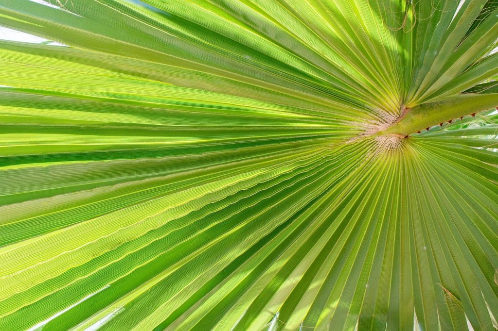 palma, the palm leaf, texture-4693837.jpg