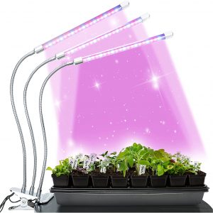 UV Lampe für Pflanzen im Winter thymian