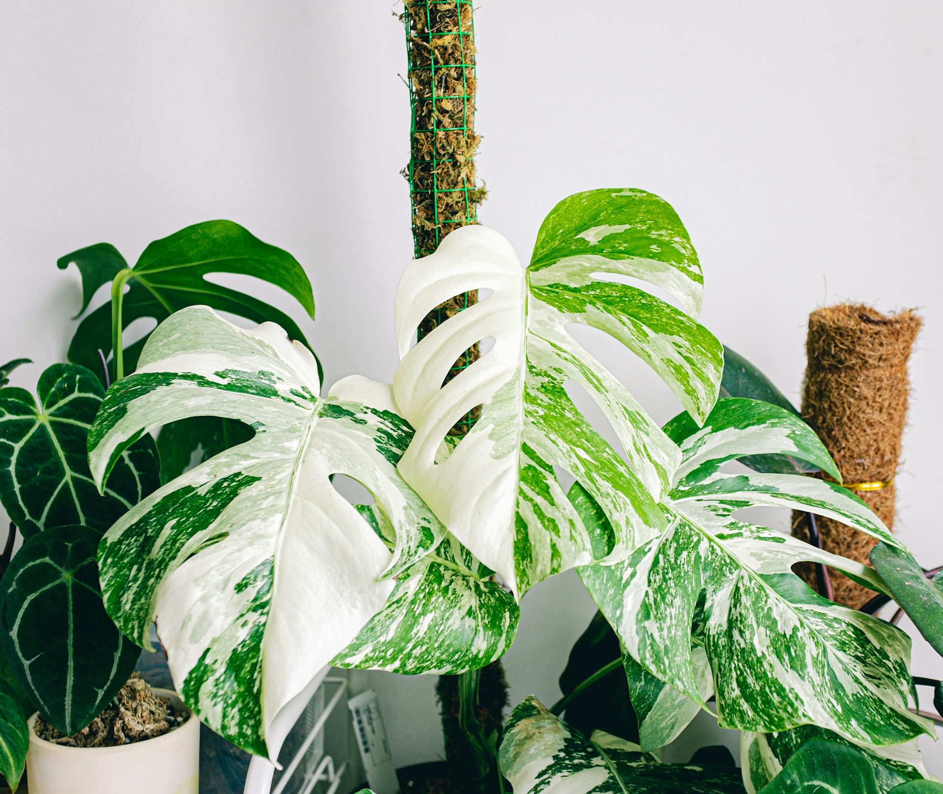 Wieviel Licht braucht eine Monstera?  Tipps fr die optimale Beleuchtung
